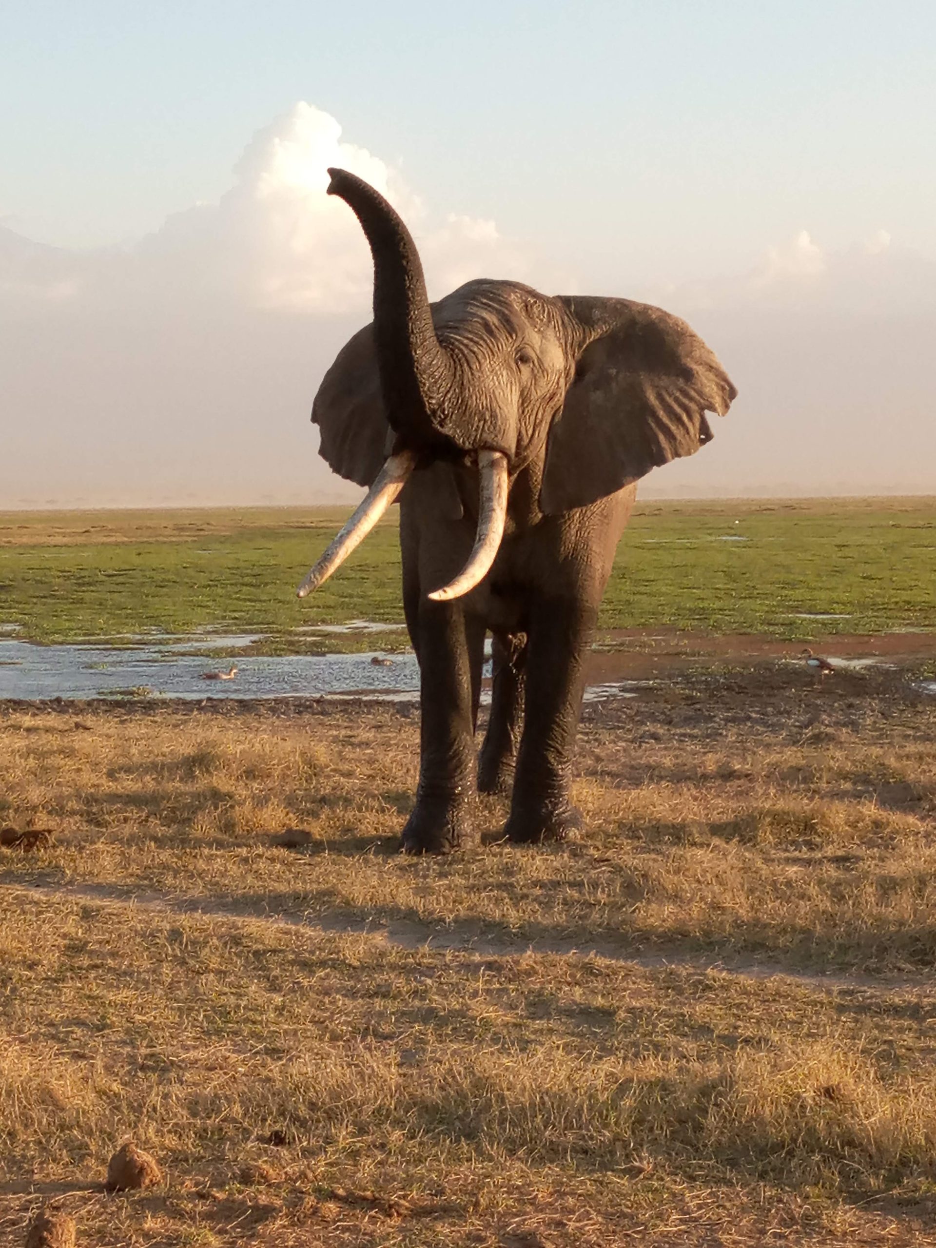 Amboseli