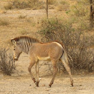 8 Days Northern Kenya Explorer: Wild Frontiers & Private Conservancies