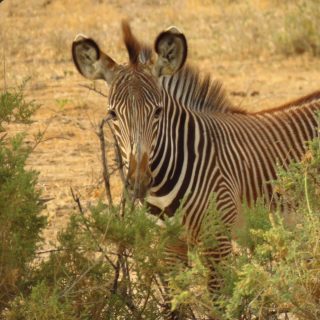 3 Days Samburu Luxury Experience