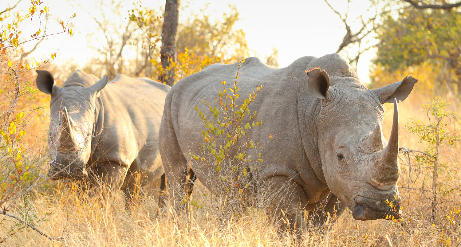 Ol Pejeta