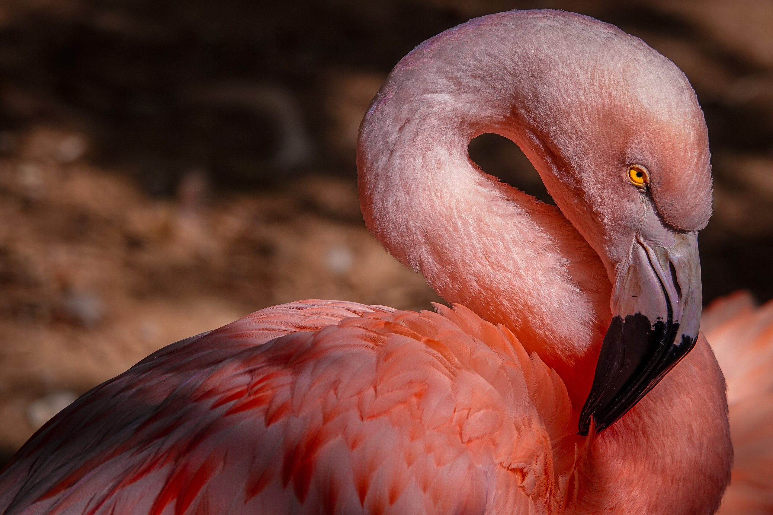 4 Days Family Safari Adventure – Lake Nakuru & Masai Mara