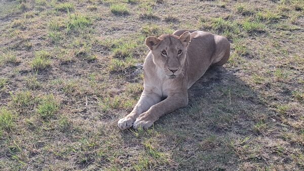 Lions on safari