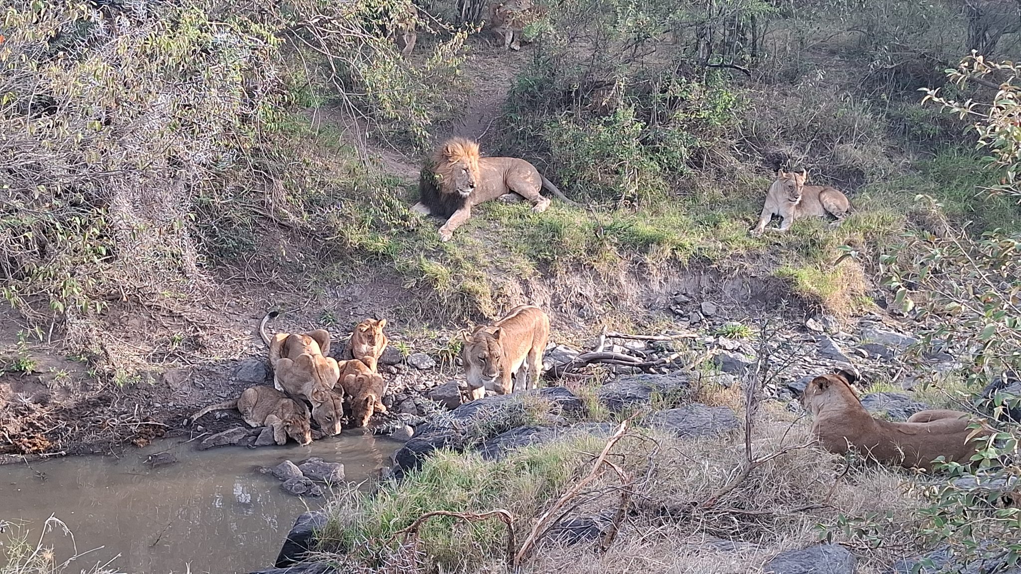 Lions on the plains during a classic Kenya and Tanzania safari