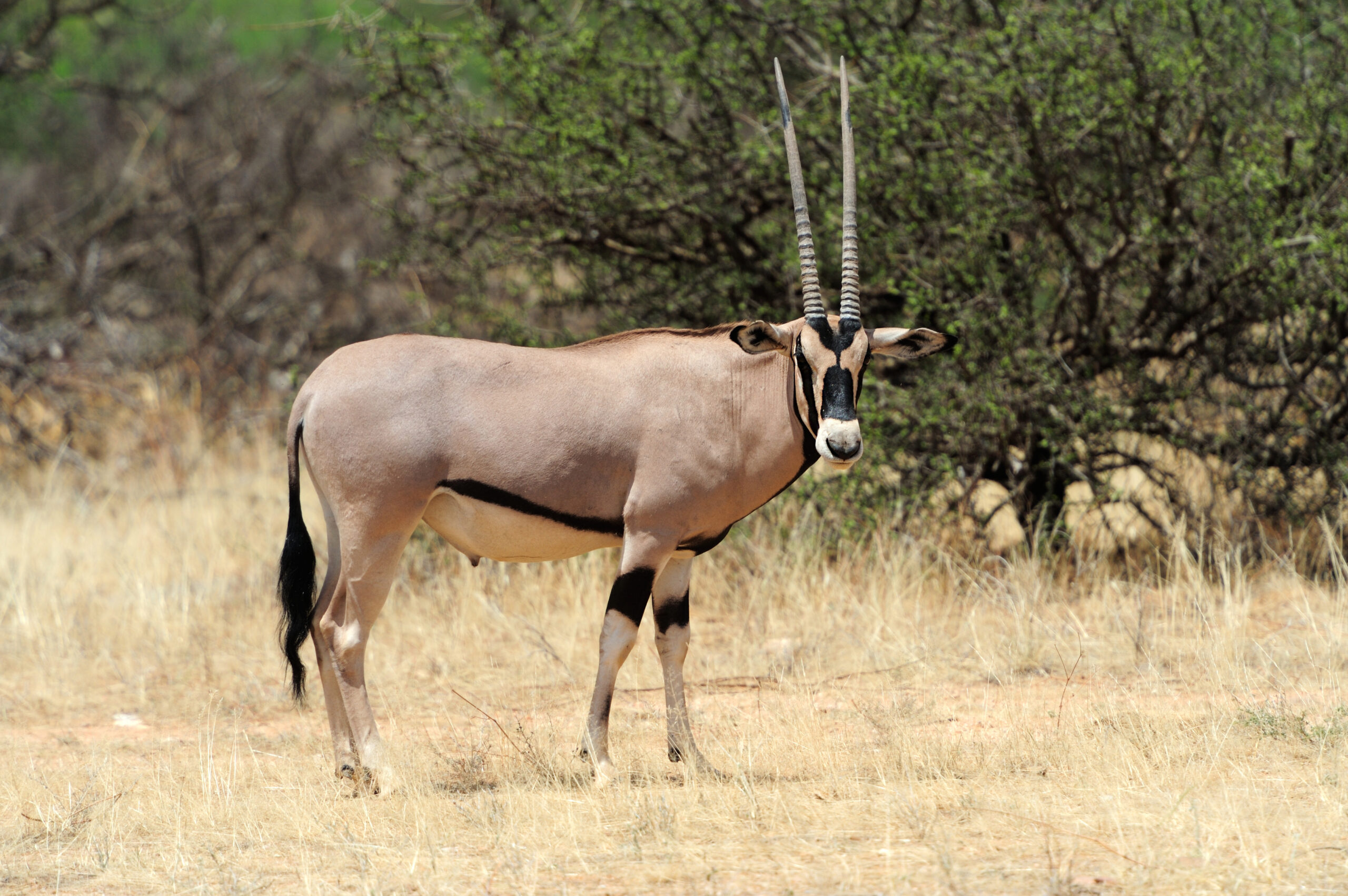 3-Day Samburu Fly-in Luxury Safari – Surana Buffalo Springs Camp