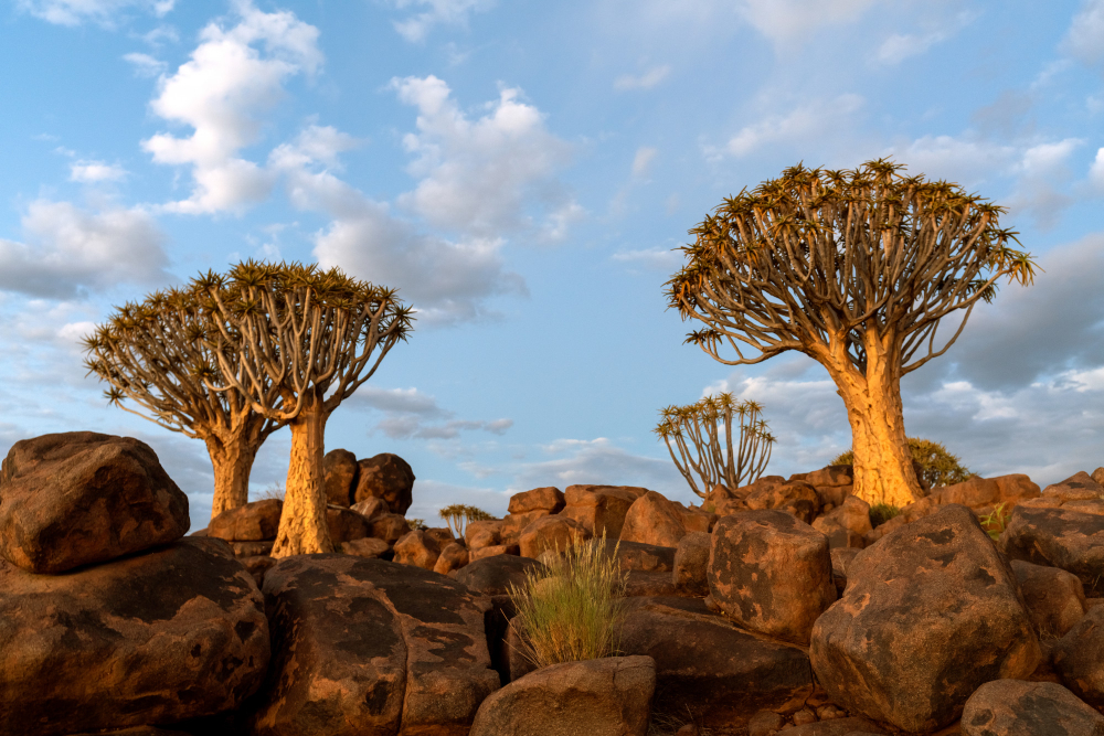 3-Day Samburu Fly-in Luxury Safari – Surana Buffalo Springs Camp