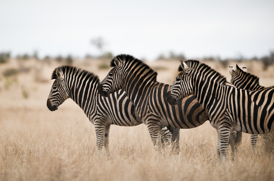 Masai Mara