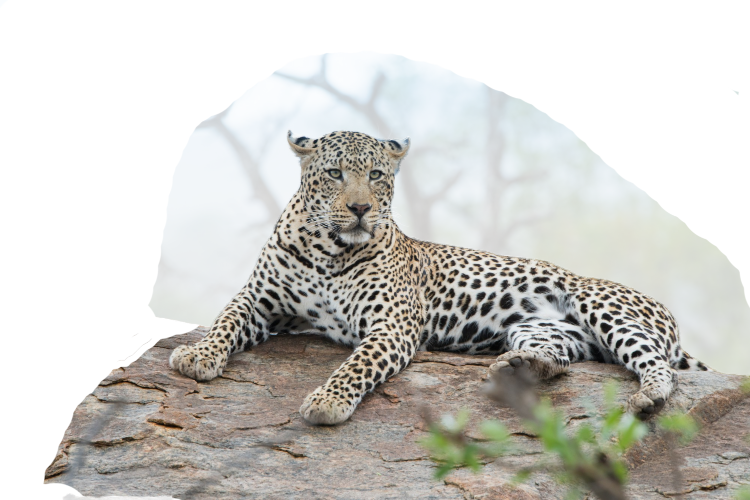 Leopard on a cliff