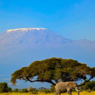 Amboseli Elephant In Amboseli National Park By Bagaria Tours And Safaris