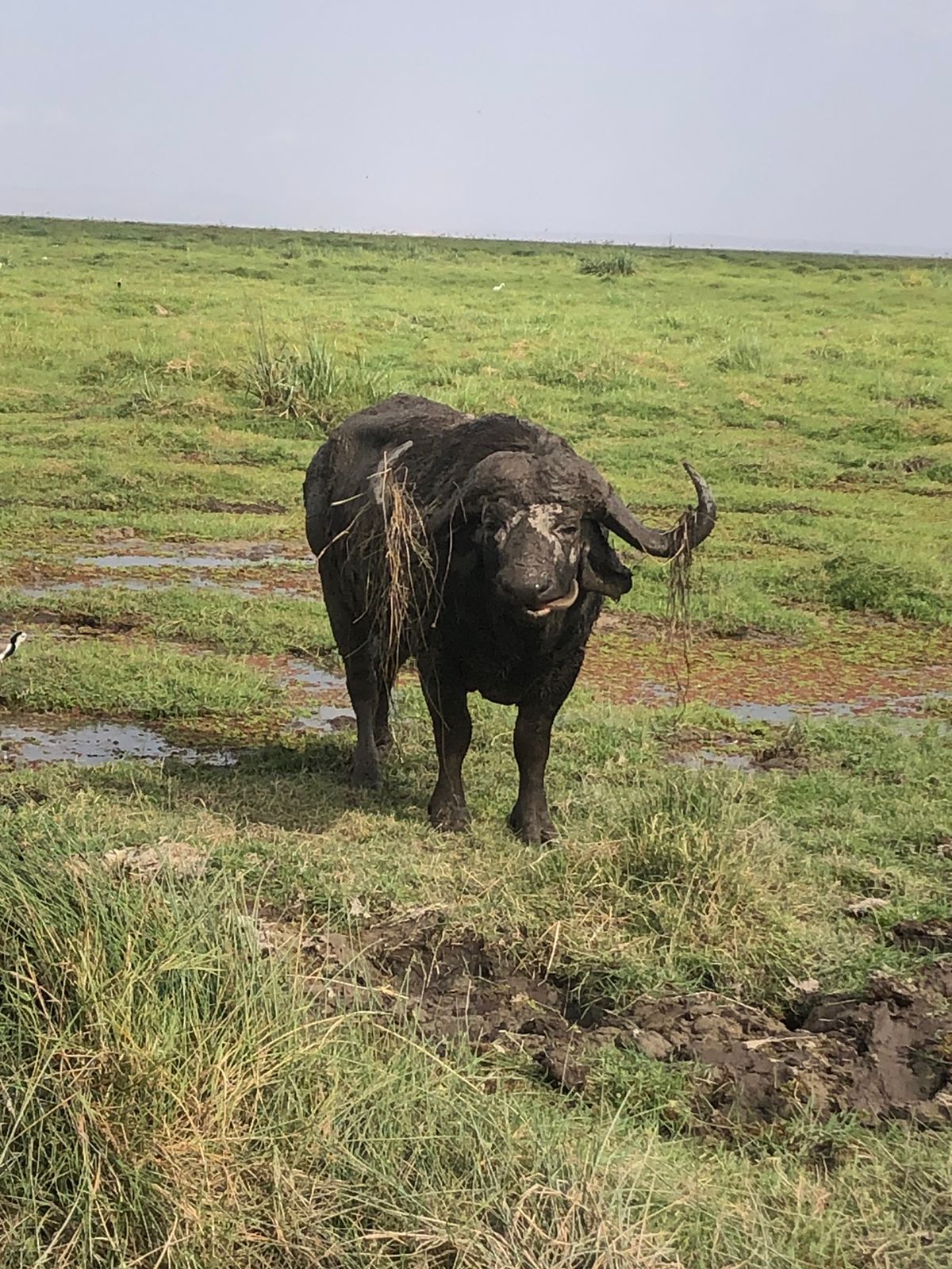 Buffalo In Masai Mara By Bagaria Tours And Safaris