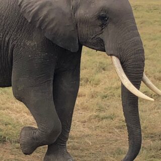 Elephant In Masai Mara National Reserve By Bagaria Tours And Safaris
