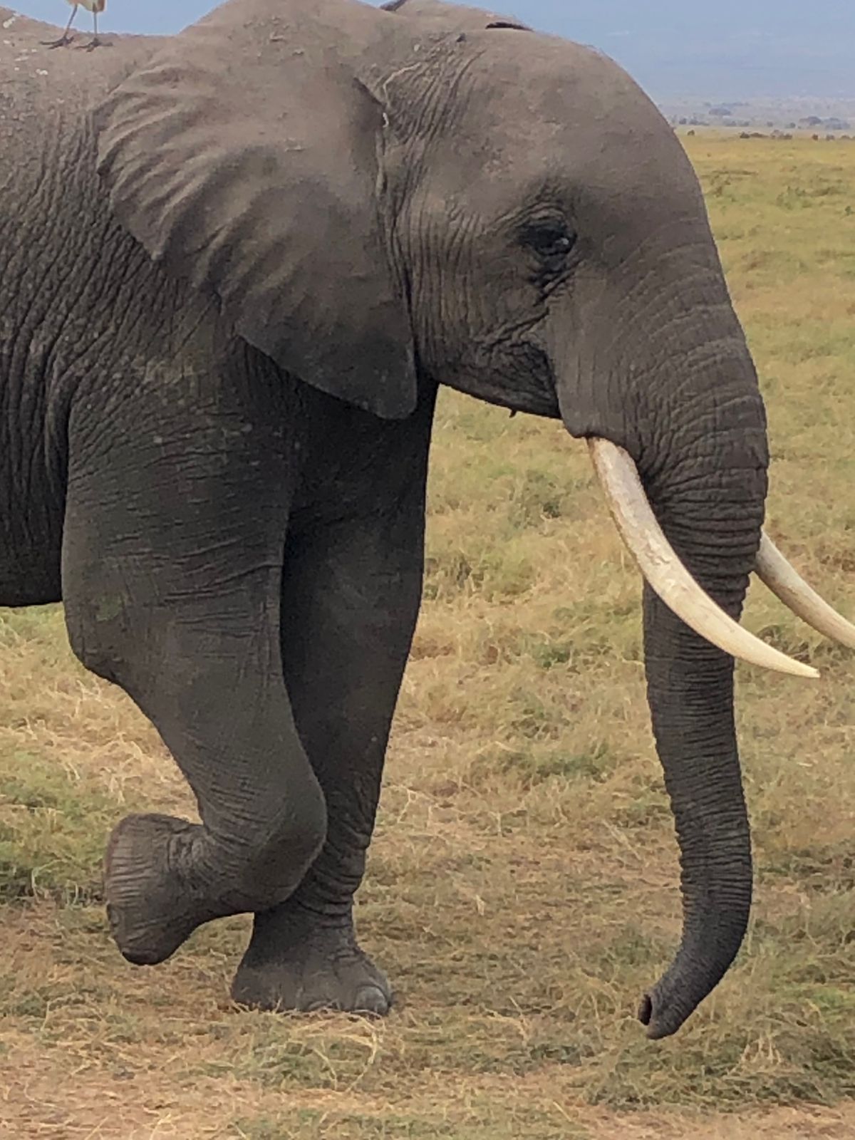 Elephant In Masai Mara National Reserve By Bagaria Tours And Safaris