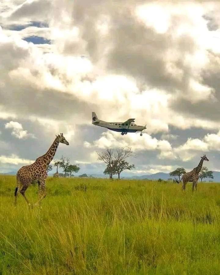 Flying Safari To Masai Mara Keekorok Airstrip By Bagaria Tours And Safaris