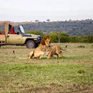 3-Day Basecamp Masai Mara Fly-In Safari