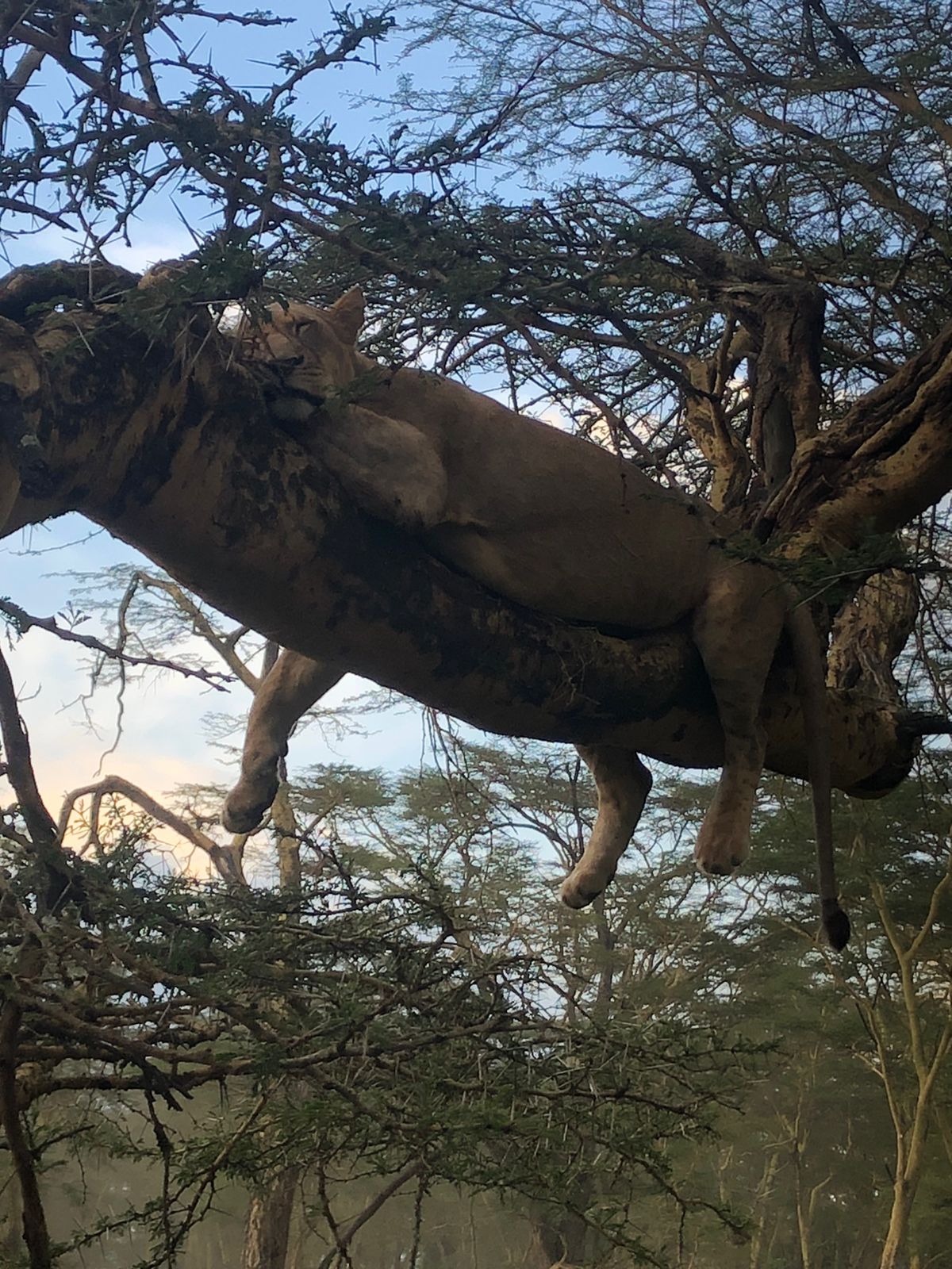 Tree Climbing Lion Lioness In Lake Nakuru National Park By Bagaria Tours And Safaris