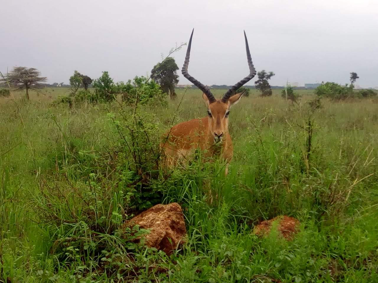 Gazelles in Nairobi National Park
