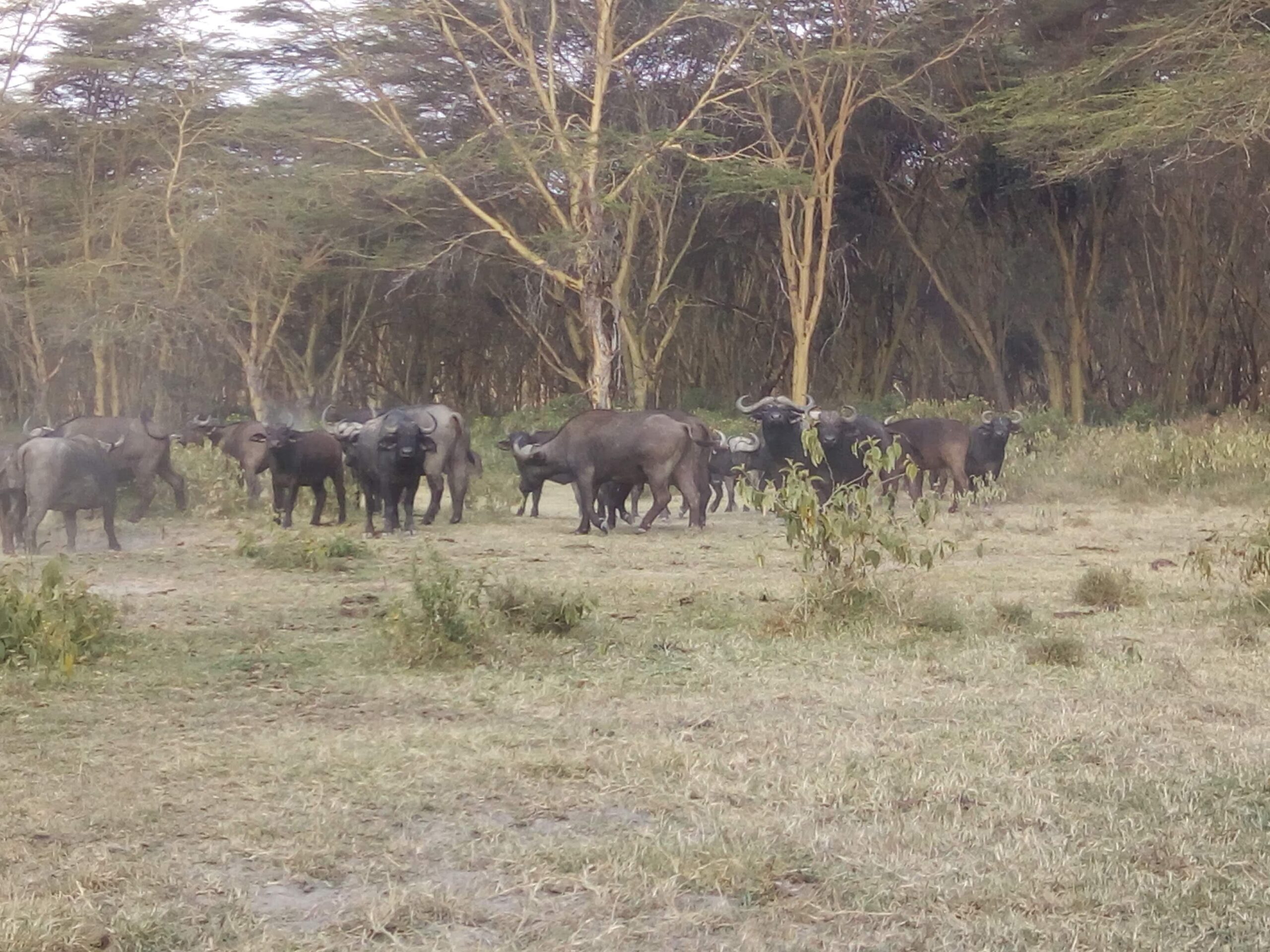 Buffalos in Naivasha
