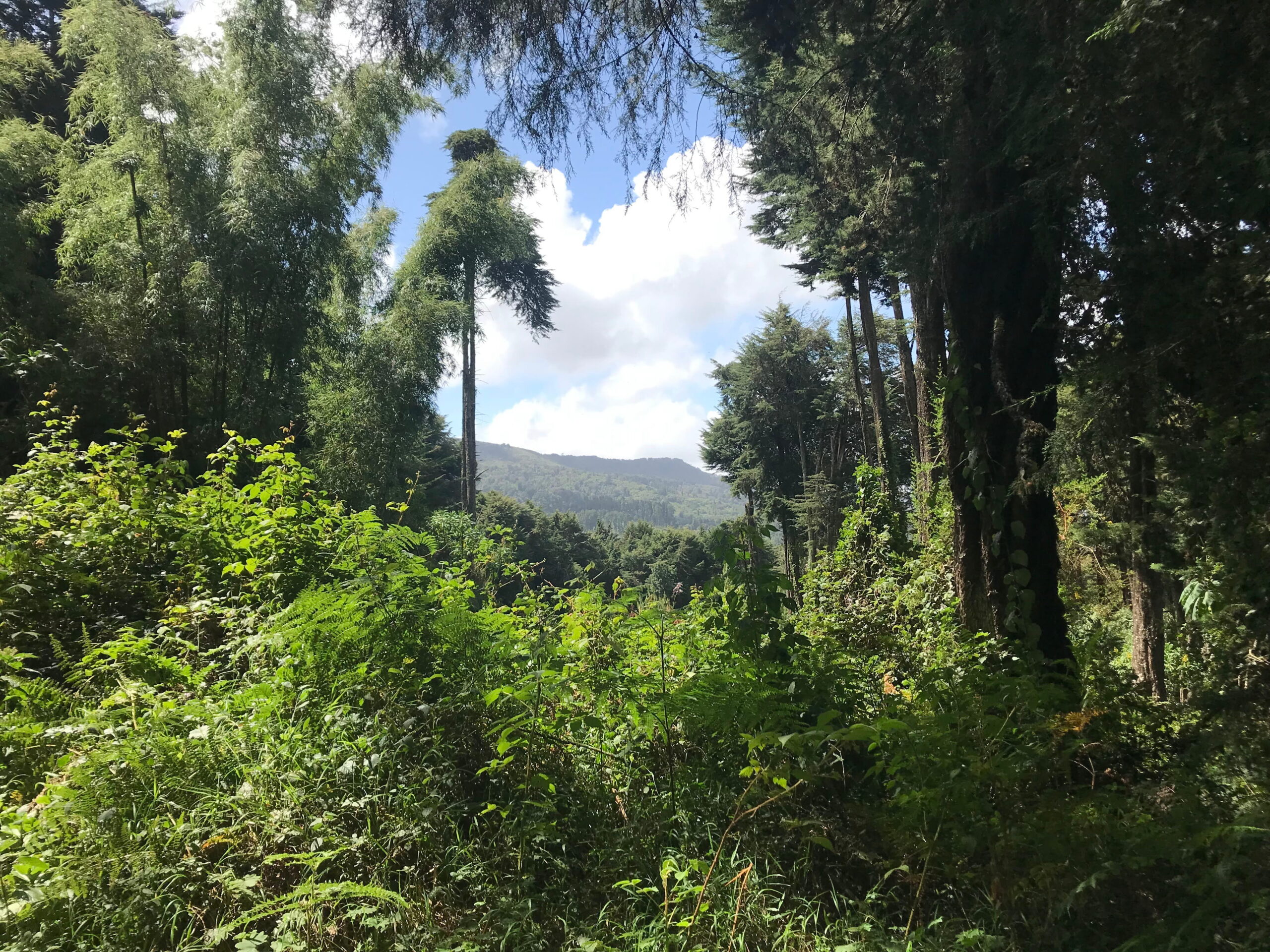 Views from Elephant Hill, Aberdare