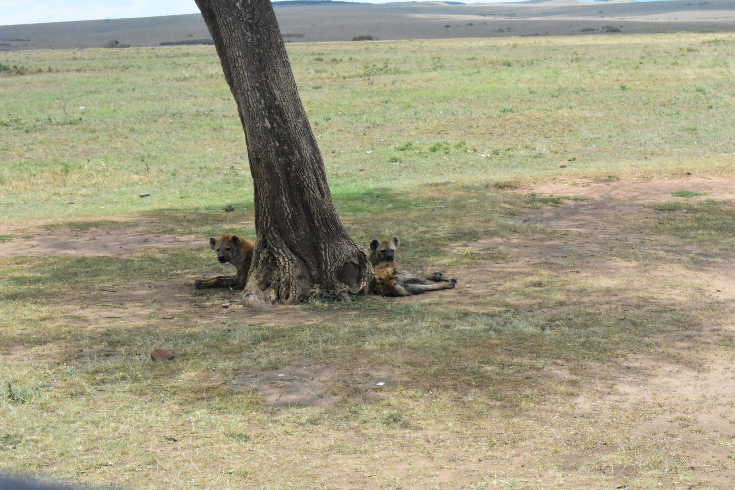 Masai Mara Hyenas
