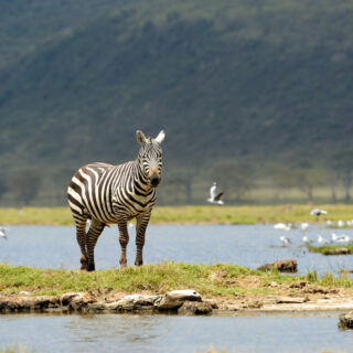 Ngorongoro