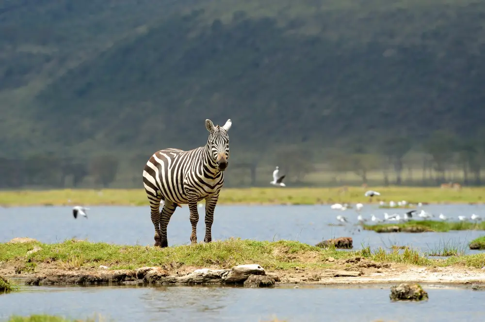 Ngorongoro