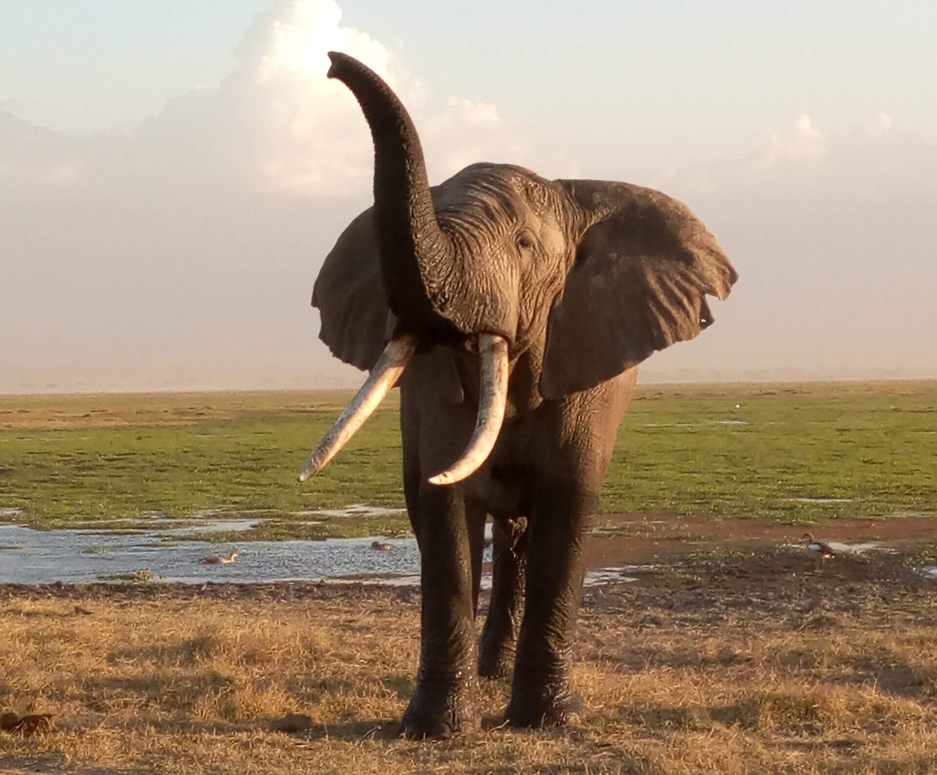 Amboseli