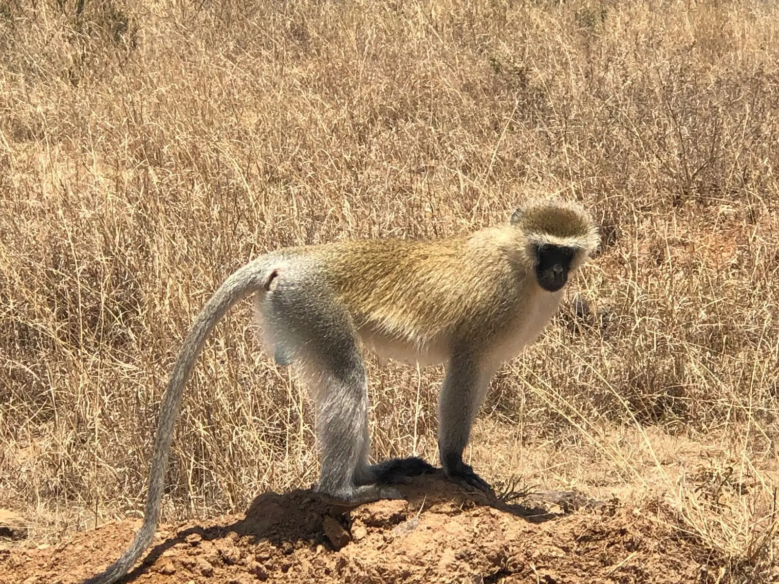 11 Days Kenya, Tanzania & Zanzibar Safari