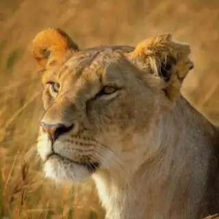 4 Days - 3 nights fly-in Package to Tipilikwani Mara Camp