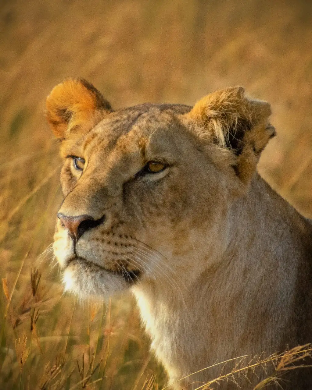 4 Days - 3 nights fly-in Package to Tipilikwani Mara Camp
