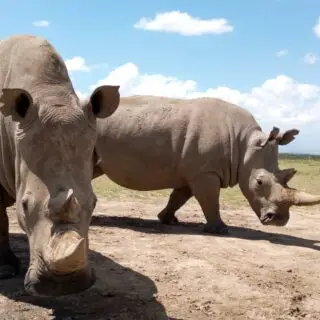 11 Days Kenya, Tanzania & Zanzibar Safari
